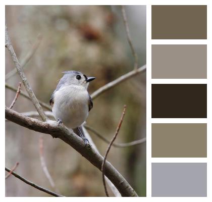 Tufted Titmouse Wildlife Bird Image